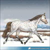 Horse Color:Buckskin Dun Appaloosa 