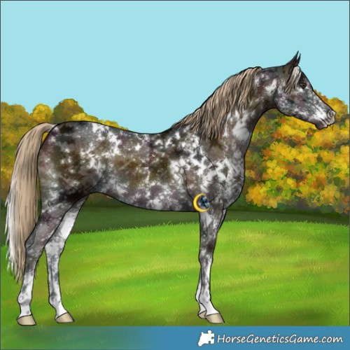 Horse Color:White Spotted Midnight Chocolate Palomino Onyx Sabino