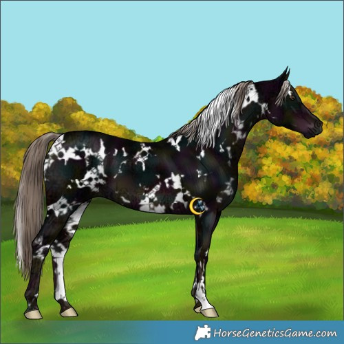 Horse Color:White Spotted Midnight Liver Chestnut Ice 
