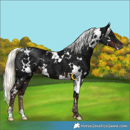 Horse Color:White Spotted Liver Chestnut Ice Mushroom 