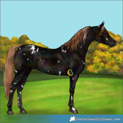 Horse Color:White Spotted Midnight Liver Chestnut Ice Appaloosa