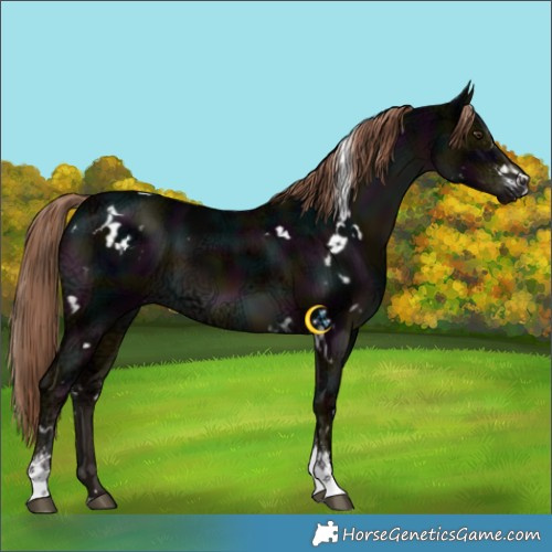 Horse Color:White Spotted Midnight Liver Chestnut Ice Sabino