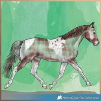 Horse Color:Plaid  Liver Red Onyx Ice Tobiano Brindle 
