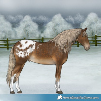 Horse Color:Chocolate Palomino Tobiano Appaloosa