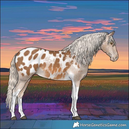 Horse Color:Chocolate Palomino Tobiano Appaloosa 