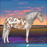 Horse Color:Chocolate Palomino Tobiano Appaloosa 
