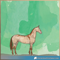 Horse Color:Gray Gold Champagne Dun Brindle 