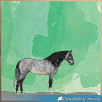 Horse Color:Gray Buckskin Roan Varnish 