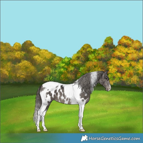 Horse Color:Smoky Grullo Tobiano Appaloosa Brindle 