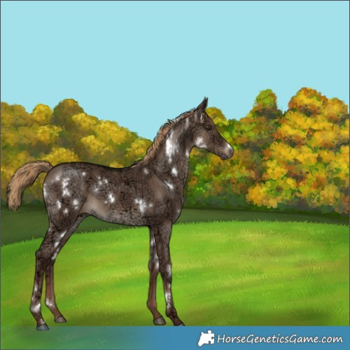 Horse Color:White Spotted Liver Red Dun Ice Brindle 