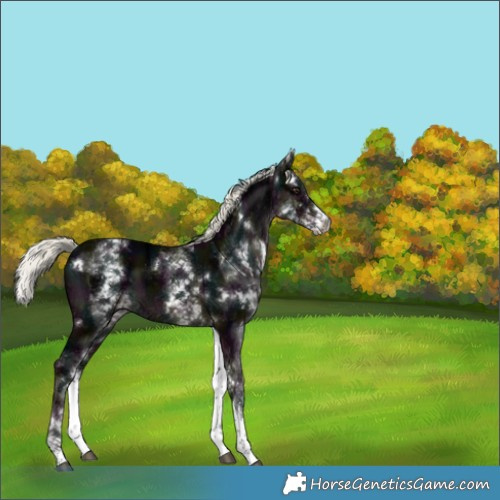 Horse Color:White Spotted Midnight Liver Chestnut Ice Mushroom 