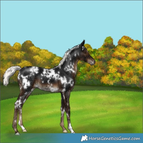 Horse Color:Gray White Spotted Liver Chestnut Ice Mushroom 