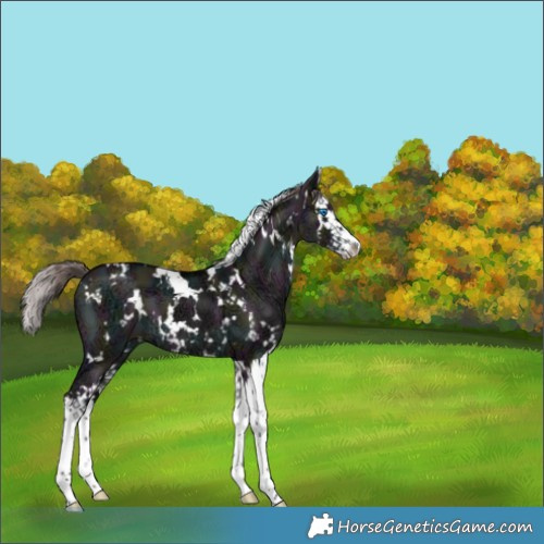 Horse Color:Platinum White Spotted Midnight Liver Red Dun Ice Splash 