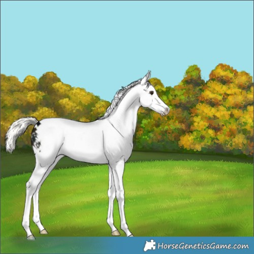Horse Color:White Spotted Midnight Liver Chestnut Mushroom Splash 