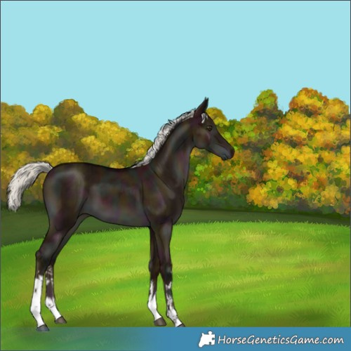 Horse Color:White Spotted Midnight Liver Red Dun Mushroom Brindle 