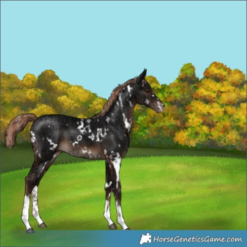 Horse Color:White Spotted Liver Chestnut Ice 