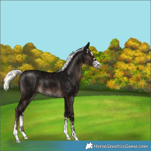 Horse Color:White Spotted Liver Chestnut Ice Mushroom 