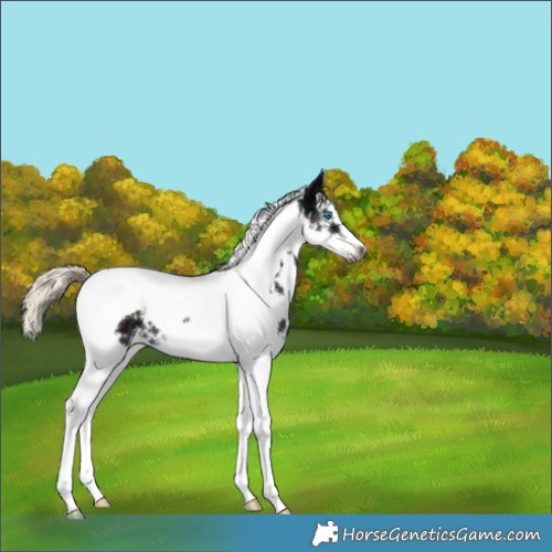 Horse Color:Gray White Spotted Midnight Chocolate Palomino Ice Mushroom Splash Tobiano 