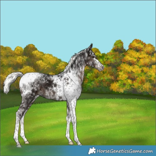 Horse Color:Liver Chestnut Ice Mushroom Splash Tobiano 