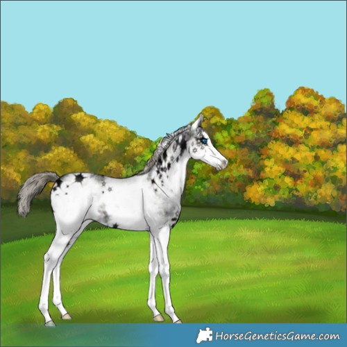 Horse Color:White Spotted Midnight Liver Chestnut Ice Mushroom Splash 