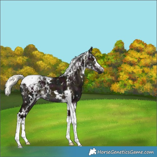 Horse Color:White Spotted Midnight Liver Red Dun Mushroom Splash Tobiano 
