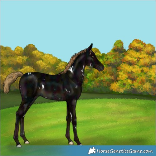 Horse Color:Gray White Spotted Midnight Liver Chestnut Ice 