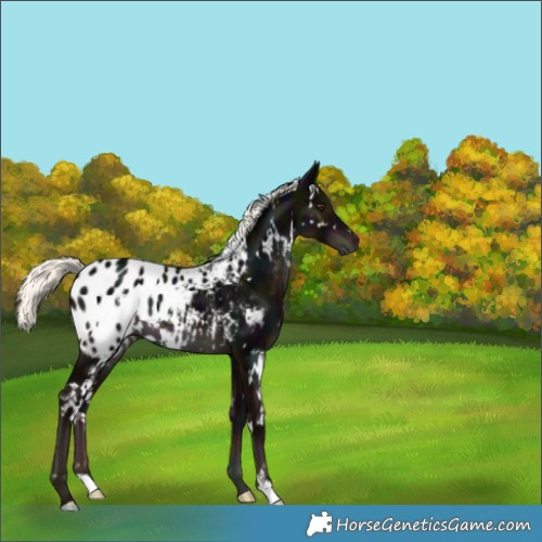 Horse Color:White Spotted Midnight Liver Chestnut Mushroom Appaloosa 