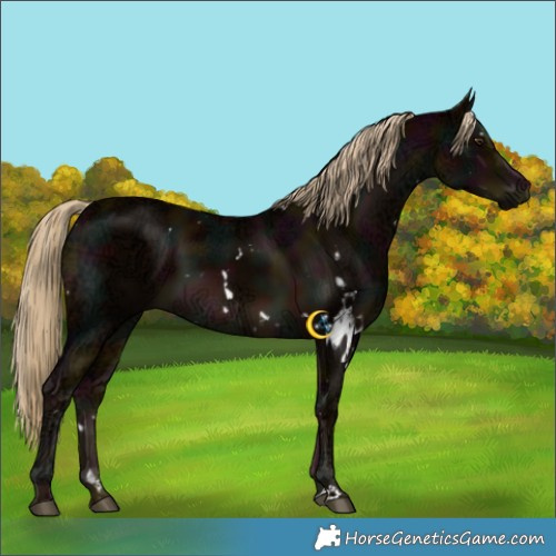 Horse Color:White Spotted Midnight Chocolate Palomino Ice