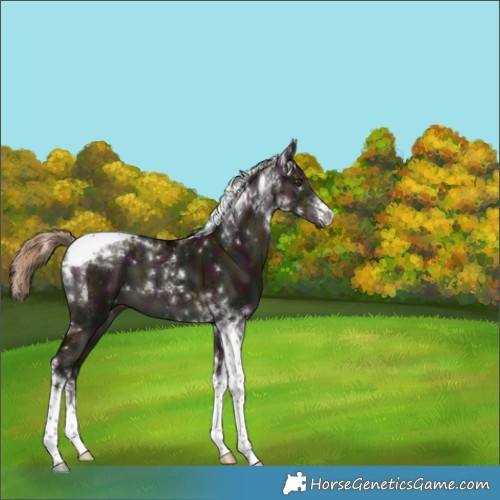 Horse Color:White Spotted Midnight Liver Red Dun Tobiano Brindle 