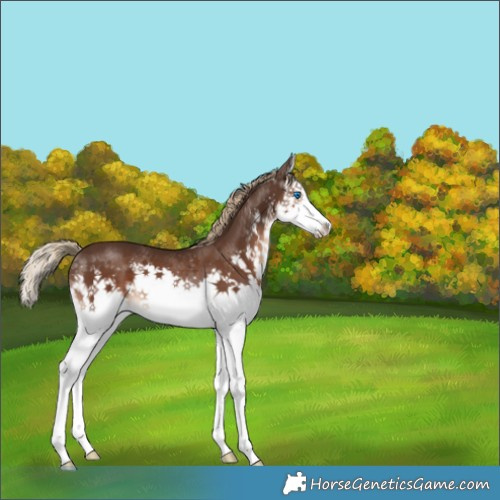Horse Color:Liver Chestnut Splash 