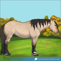 Horse Color:Bay Dun 