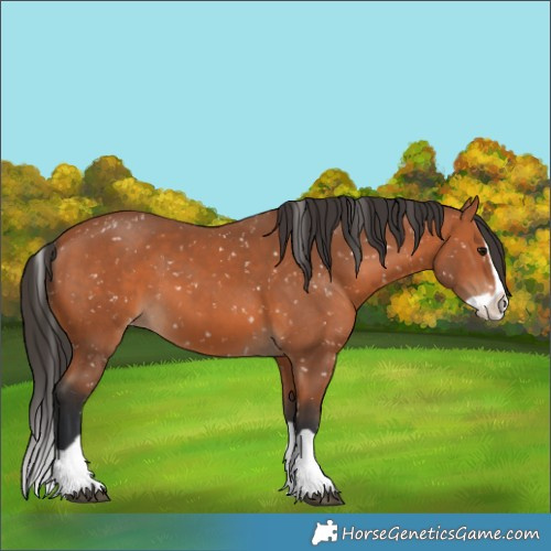 Horse Color:Bay Splash Appaloosa