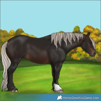 Horse Color:Gray Silver Brown