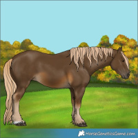 Horse Color:Chocolate Palomino 