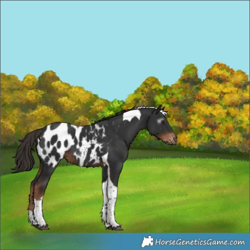 Horse Color:Gray Liver Chestnut Tobiano Appaloosa 