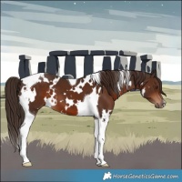 Horse Color:White Spotted Liver Chestnut Tobiano