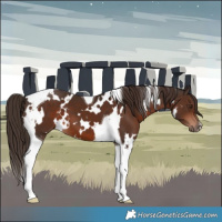 Horse Color:White Spotted Liver Chestnut Tobiano 