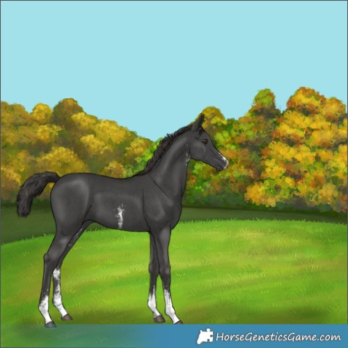 Horse Color:Platinum Liver Chestnut Sabino 