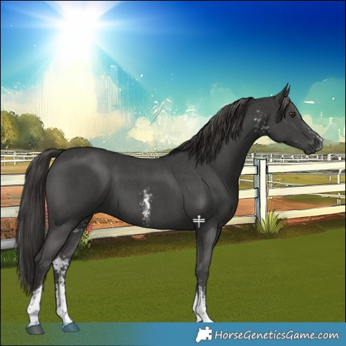 Horse Color:Platinum Liver Chestnut Sabino 