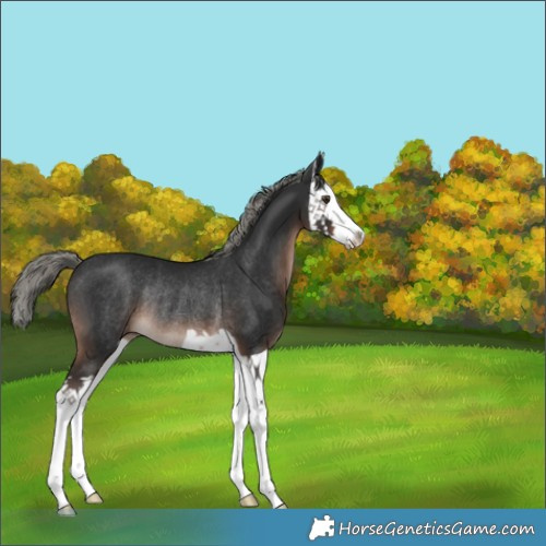 Horse Color:Liver Chestnut Mushroom Splash Rabicano 