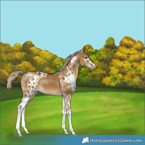 Horse Color:White Spotted Chocolate Palomino Dun Mushroom Tobiano Brindle 