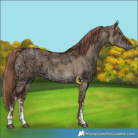 Horse Color:White Spotted Liver Red Dun Ice Brindle 