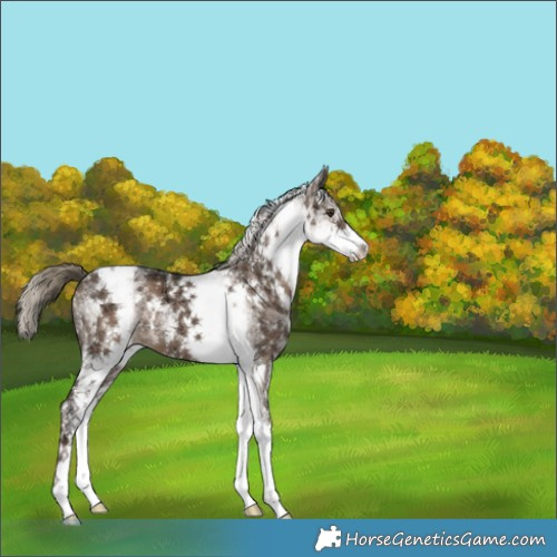 Horse Color:White Spotted Liver Red Dun Ice Appaloosa 