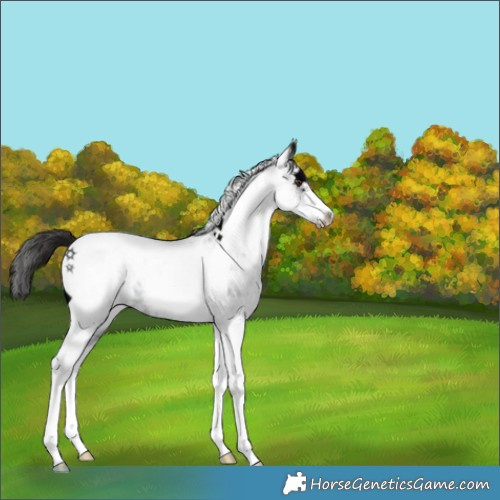 Horse Color:White Spotted Midnight Liver Chestnut Ice Tobiano 