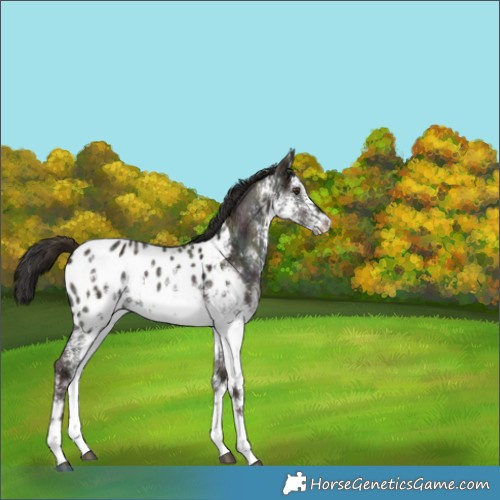 Horse Color:White Spotted Midnight Liver Red Dun Sabino Appaloosa 