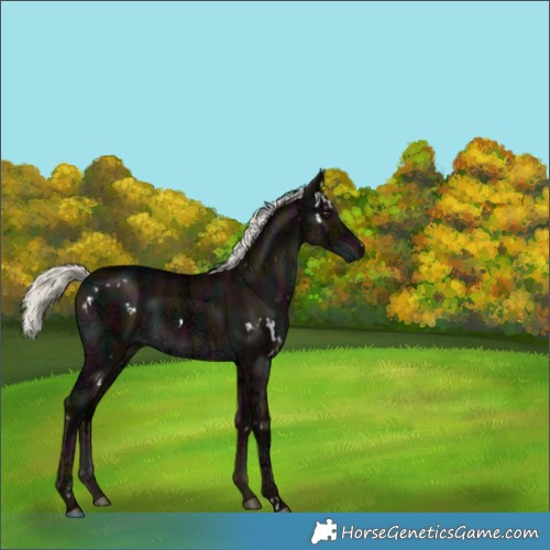 Horse Color:White Spotted Midnight Liver Red Dun Ice Mushroom 