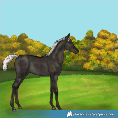 Horse Color:Midnight Liver Red Dun Mushroom Rabicano Brindle 