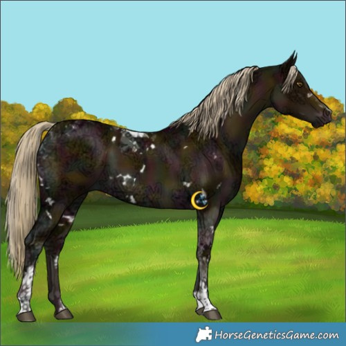 Horse Color:White Spotted Midnight Chocolate Palomino Ice Dun Mushroom Tobiano 