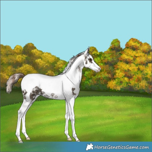Horse Color:White Spotted Liver Red Dun Ice Splash Tobiano Brindle 