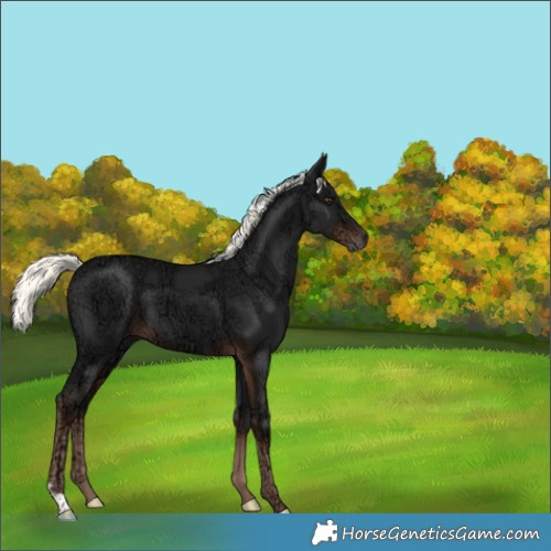 Horse Color:Liver Chestnut Ice Mushroom 